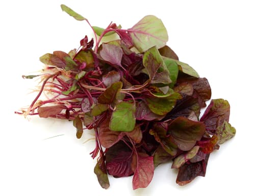 MICRO PURPLE SHISO PUNNET