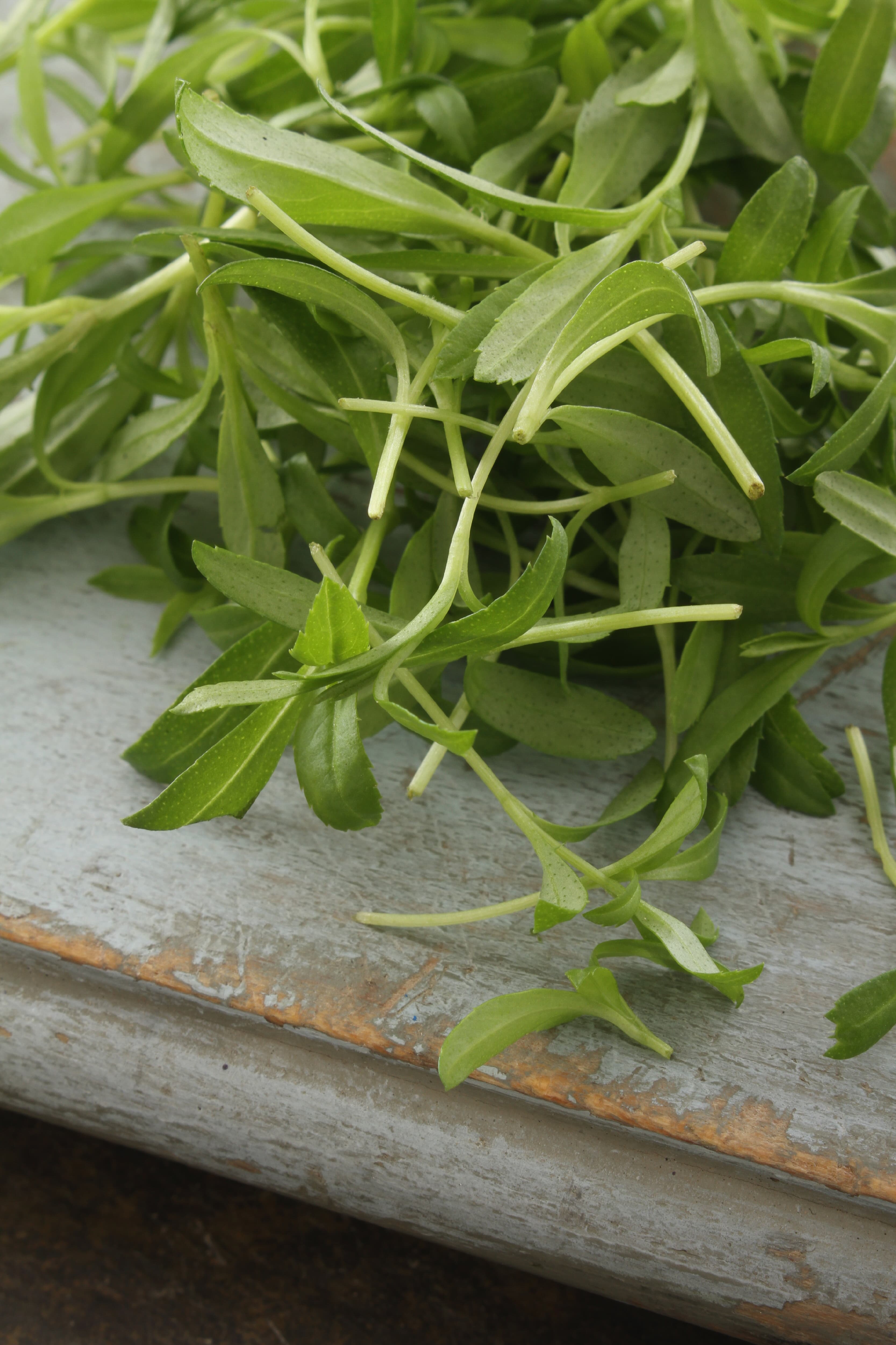 MICRO TARRAGON CRESS