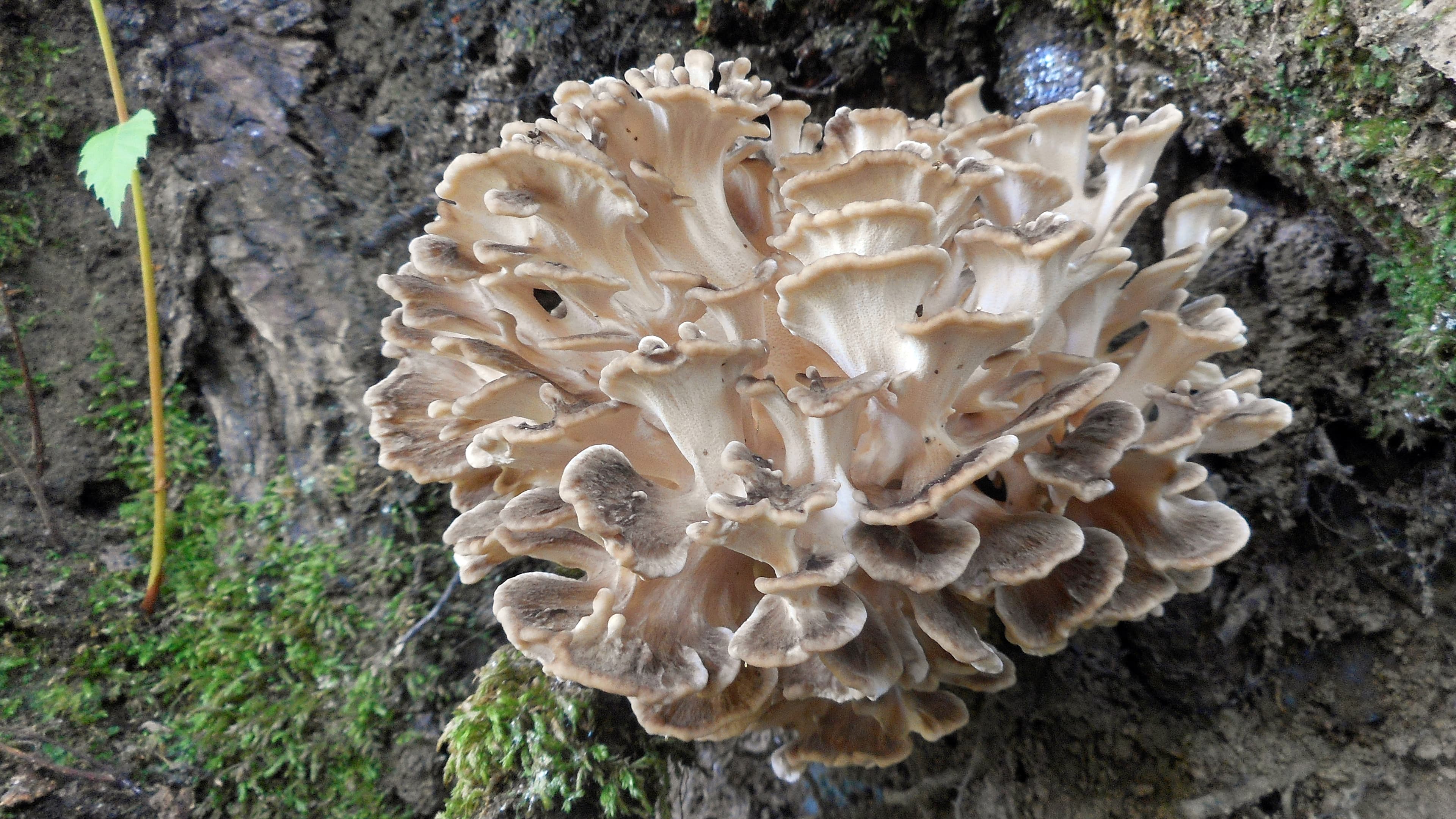 MUSHROOM MAITAKE