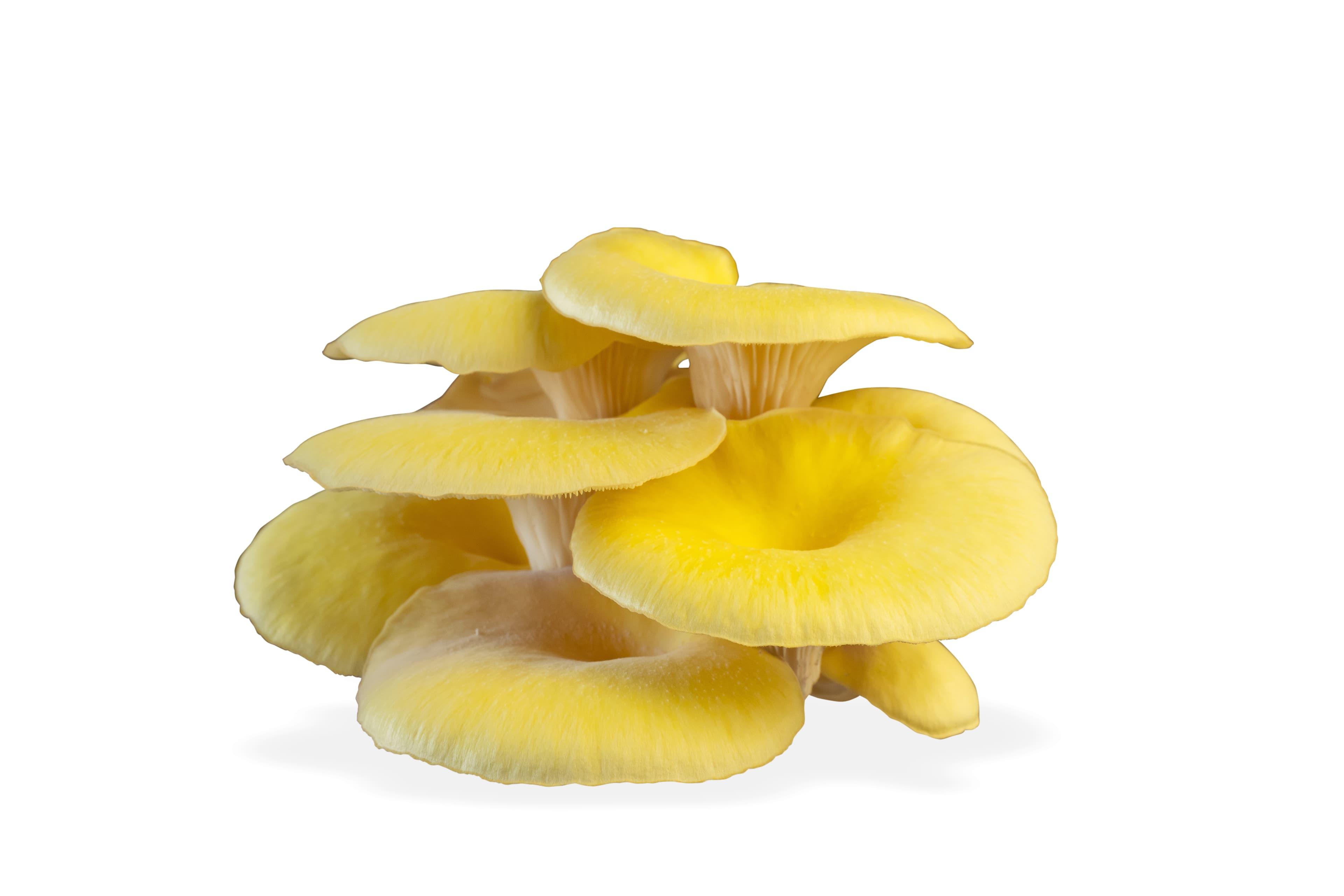 MUSHROOM OYSTER YELLOW