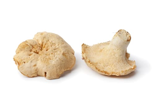 MUSHROOM PIED DE MOUTON