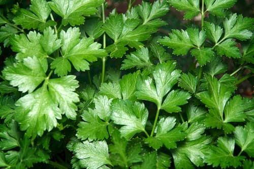 PARSLEY FLAT ITALIAN