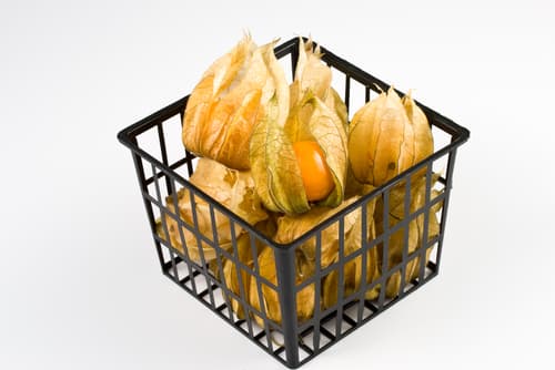 PHYSALIS PUNNET
