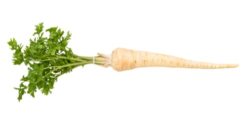PARSLEY ROOT