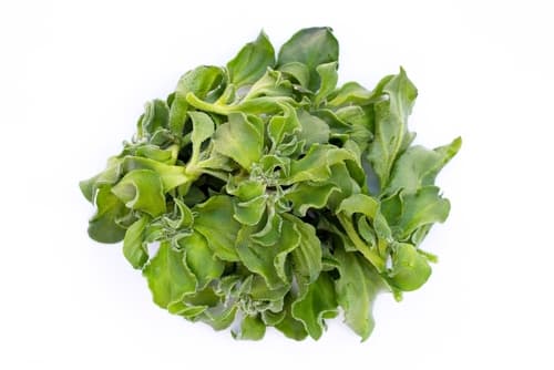 SEA LETTUCE