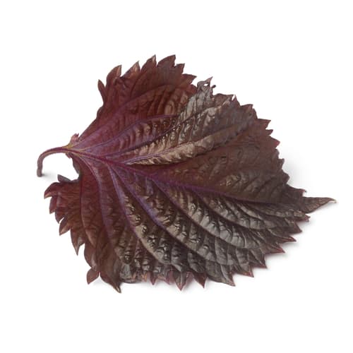 SHISO LEAF RED