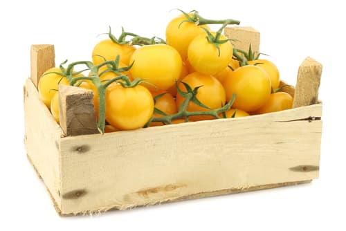 TOMATOES YELLOW
