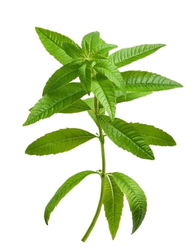 LEMON VERBENA