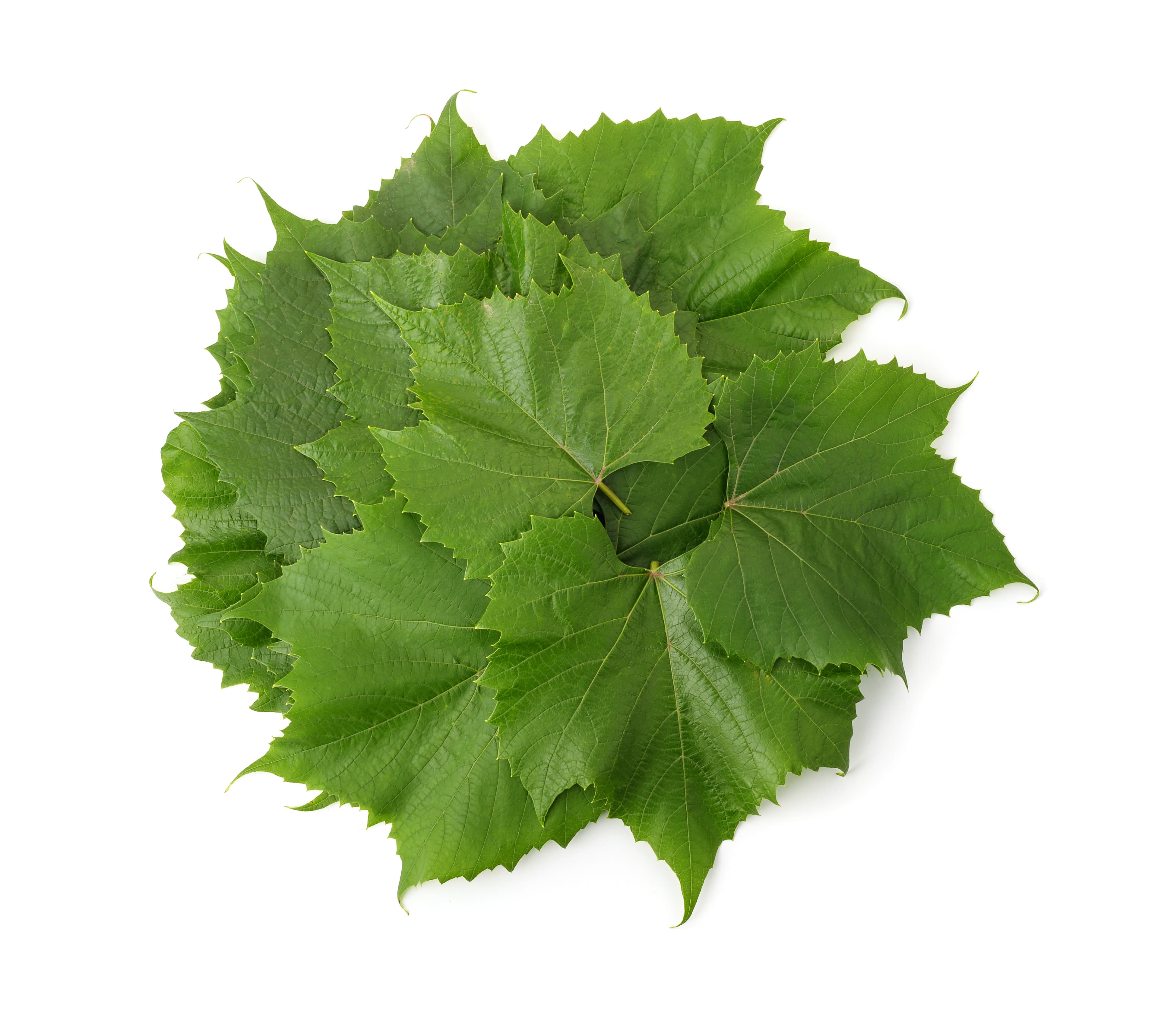 VINE LEAVES